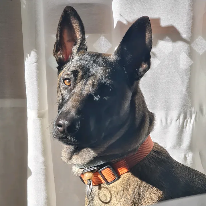 KIRA MALINOIS 💚💜