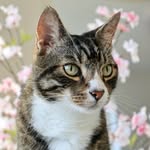 Sofie | cat mom