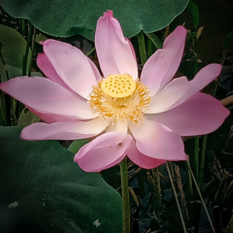 The Whisperer's Realm ASMR