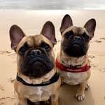 Lexi & Cooper 🐶🐶🇦🇺