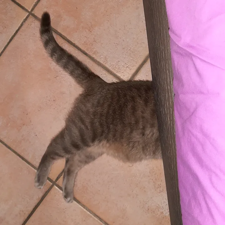 VERA