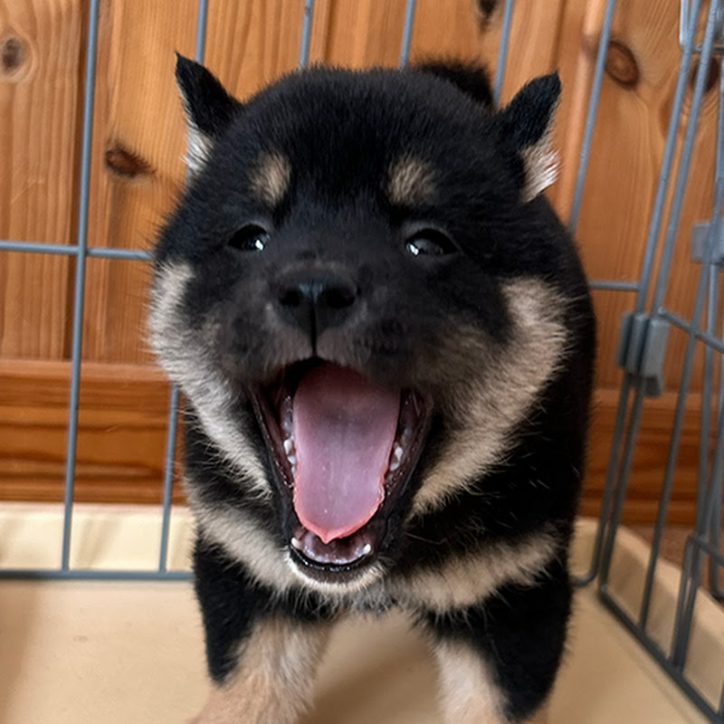 Ochaduke and Kuku Shiba Inu Life　おちゃづけとクク　柴犬ライフ