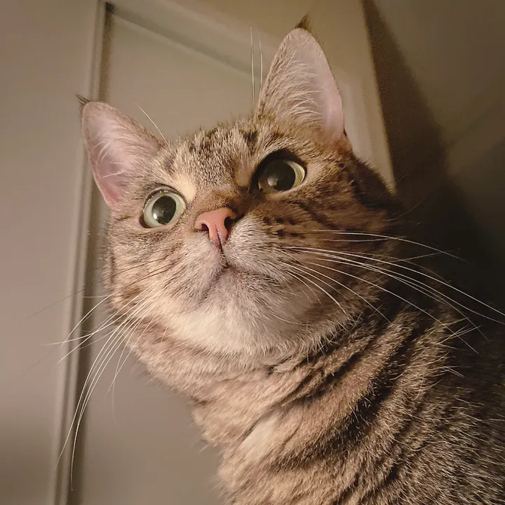 Jumi the TIGER