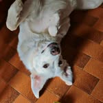 PERLA