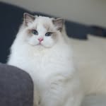 Michaela Ševčíková