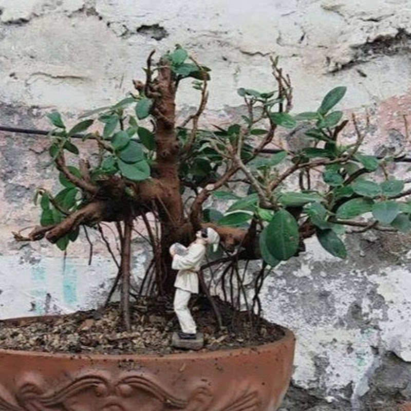 Bonsai Hunter & Hortilink Pk