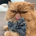 Wise Cats Stories🦁