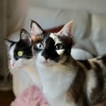 Pelusa & Lúa | Cat Food & Real Cat Life 🐾
