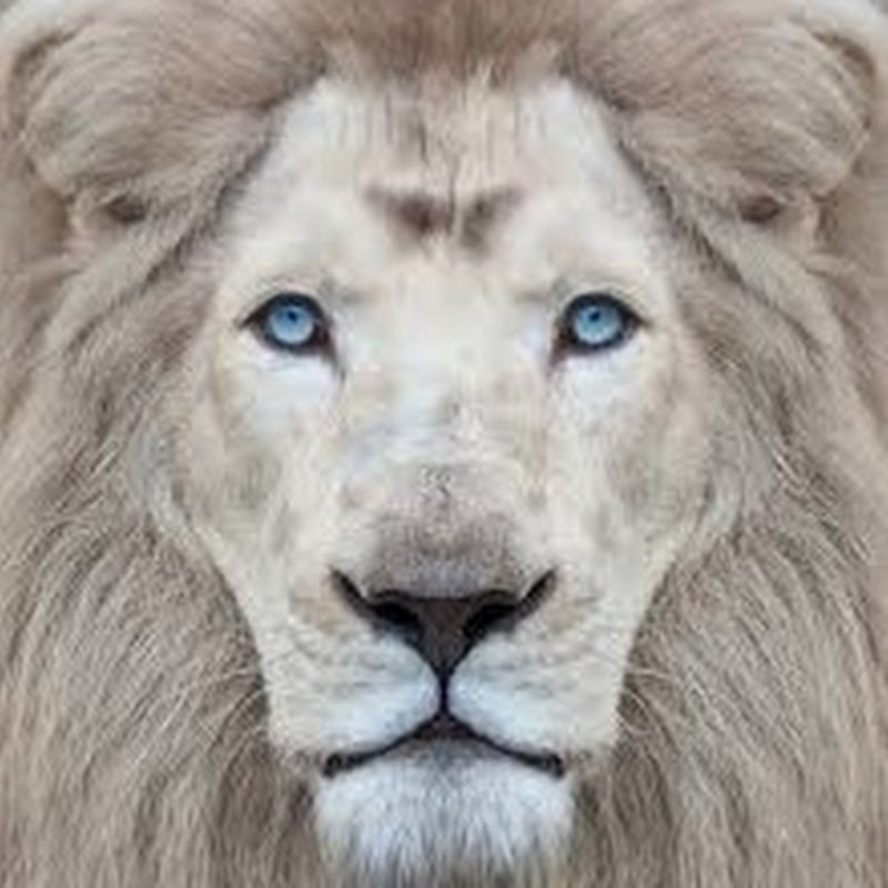 ANIMAL LEGENDS