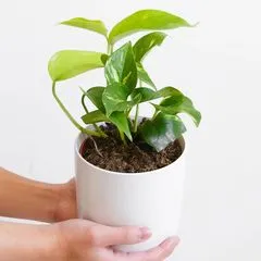 Plant lovers Bahrain