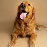 golden_retriever_express