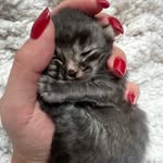 The relatable catfluencer