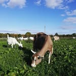 annasdairygoatfarm