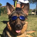 Marley Supercane - il cane cieco che salva vite umane