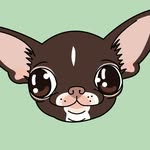 Kotaro | Chihuahua