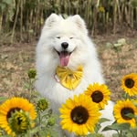 ❄️Snowie the Samoyed (Snowbrook Party On)