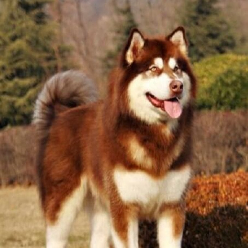 Alaska Dog Life