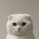 SARU 사루탱 | 곰돌이 닮은 귀여운 고양이