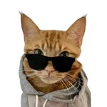 Tiger JoJo 🐱