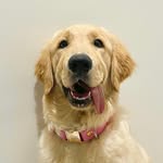 Gia | The Golden Retriever 🐾