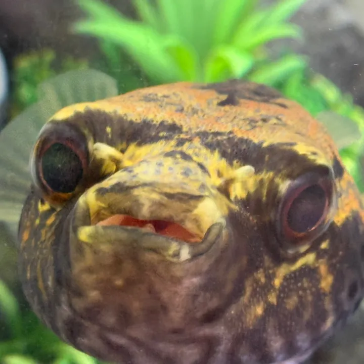 Pearls Pufferfish