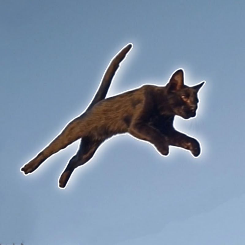 Unusual stories of a black cat