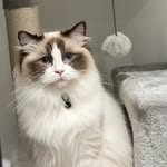 🐱Winnie 🐾Chocolate Bicolour Ragdoll  🎂 25.11.2021 👩🏻 Zee
