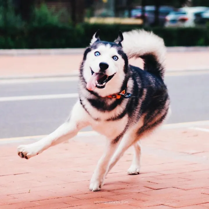 宠物之家 애완동물의 집 Home for pets