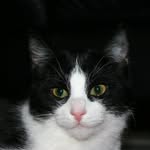 Uschi Mitzkat