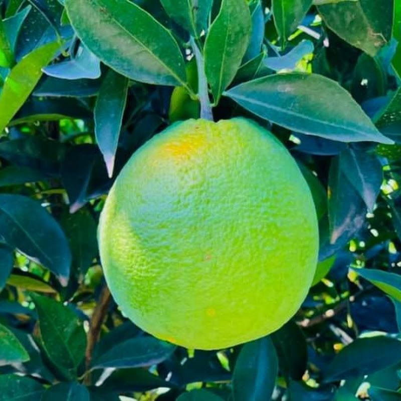 𝑩𝒓𝒊𝒈𝒉𝒕 𝑭𝒖𝒕𝒖𝒓𝒆 256