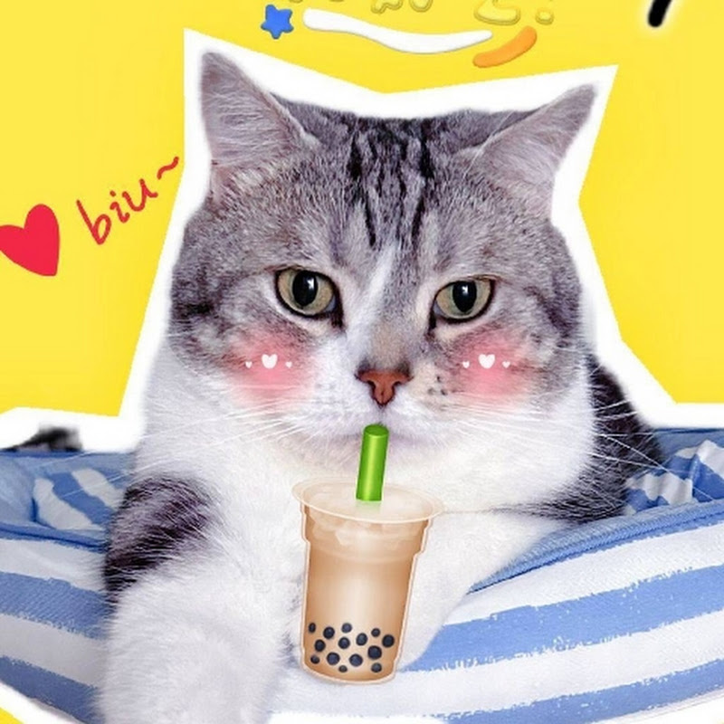 Cats Channel Taipei 