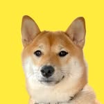 LOTTIE THE SHIBA INU 🐕