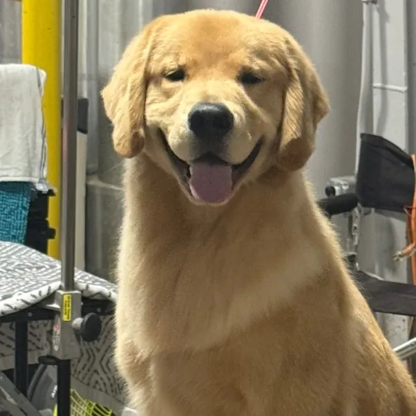 GoldenJack