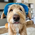 Luca the Goldendoodle