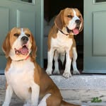 Gucci Lucky Beagles