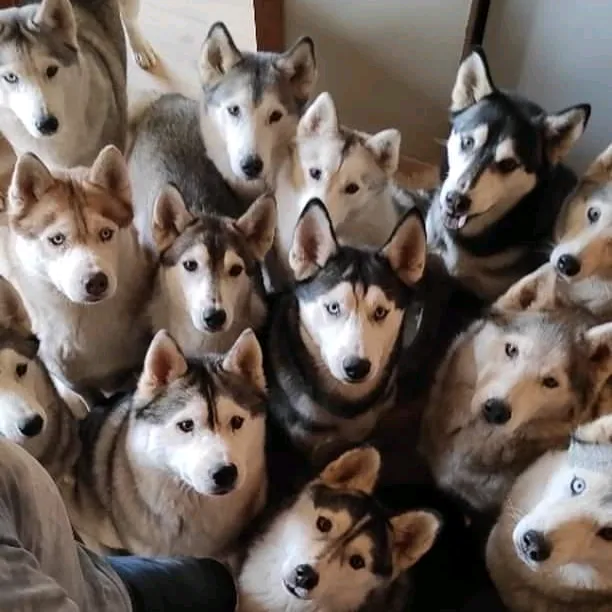 goHusky