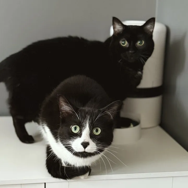 winstonandmoojo