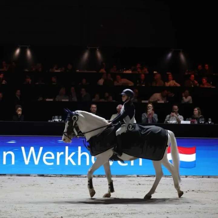 sporthorses.by.scarlett