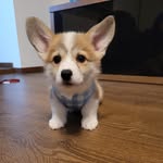 Cheddar Corgi
