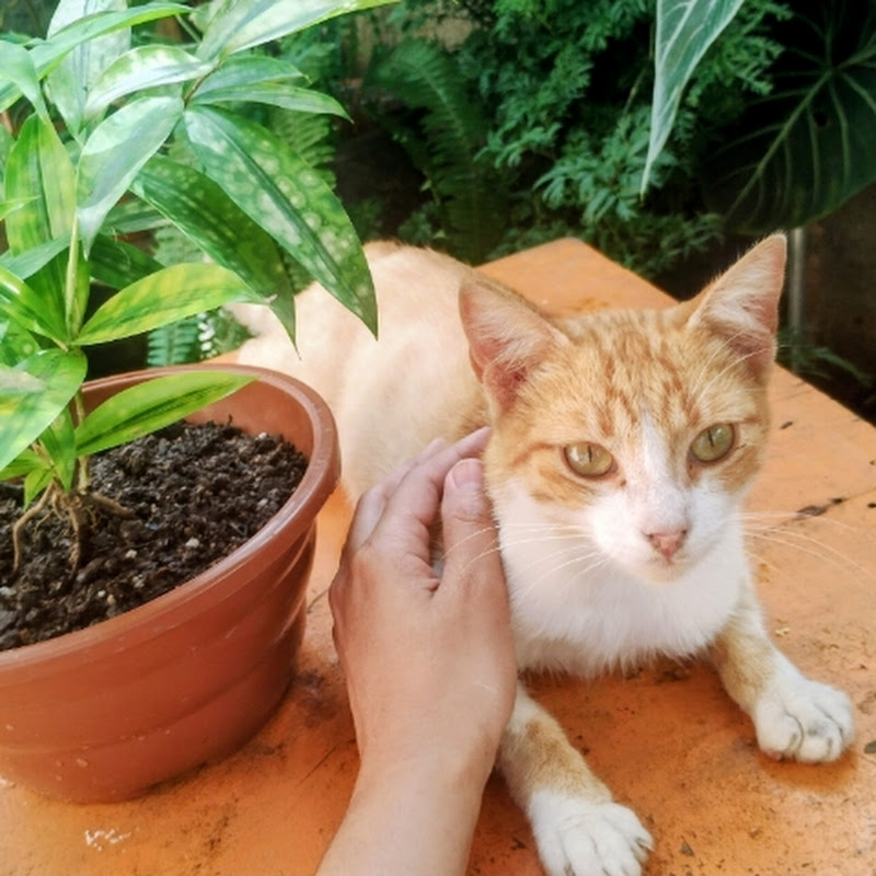 Plants and Paws at Home