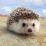 Hedgehog