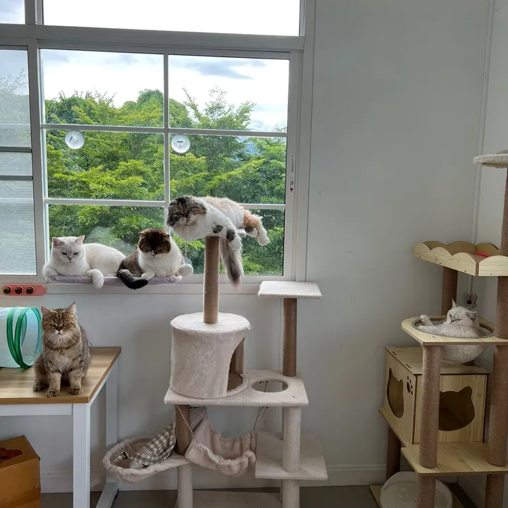 mugithecats