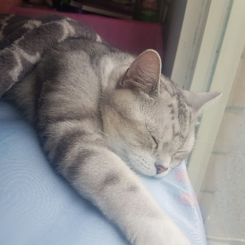 Cats食旅