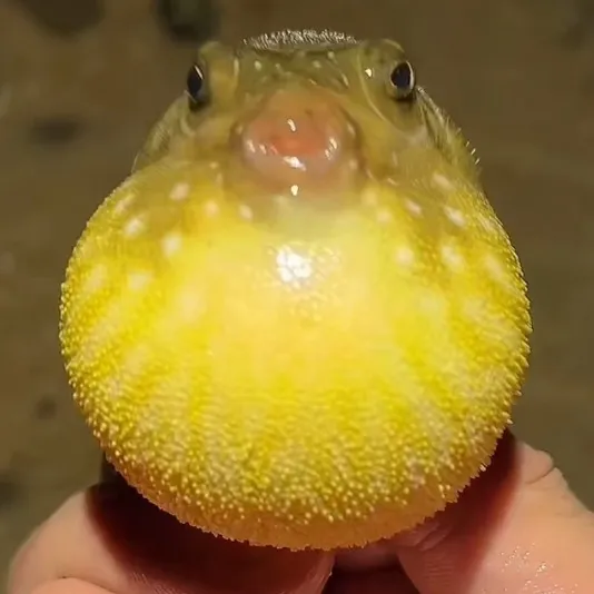 Seafood Talk