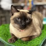 Avipet • Tienda de mascotas • Veterinaria • Grooming canino