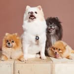 KohiBear & CharliePoof + HaileyBeary+JojoBee