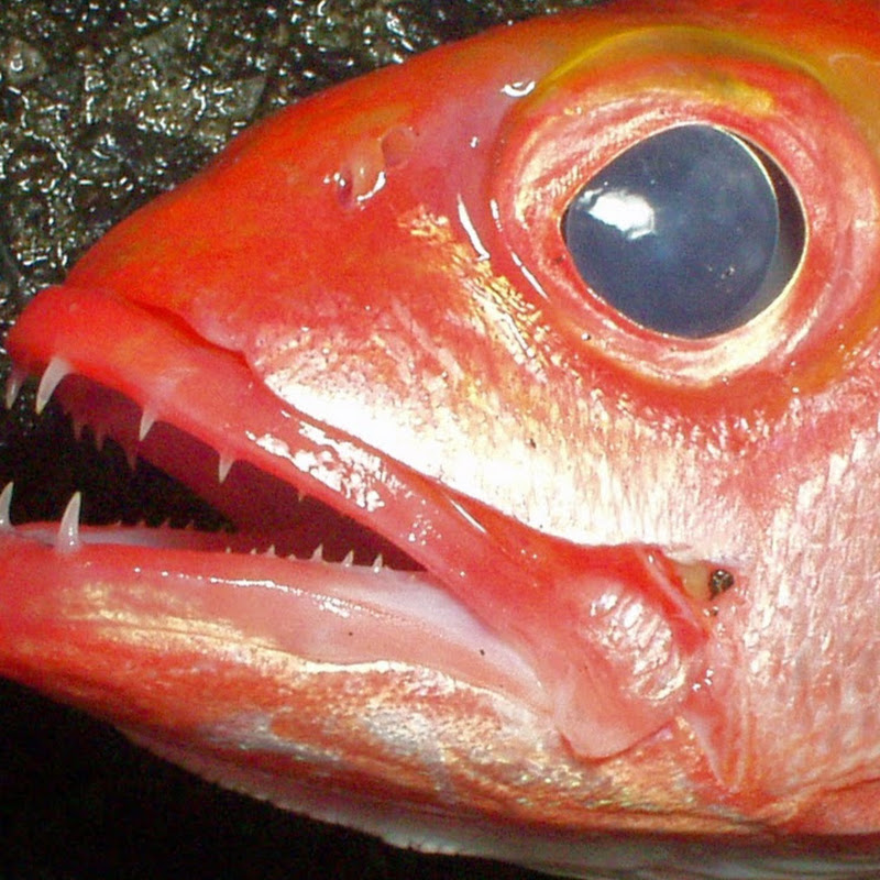 Deep Sea Fishing Episode