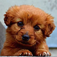Lovely Animals