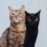 Zulu y Tara