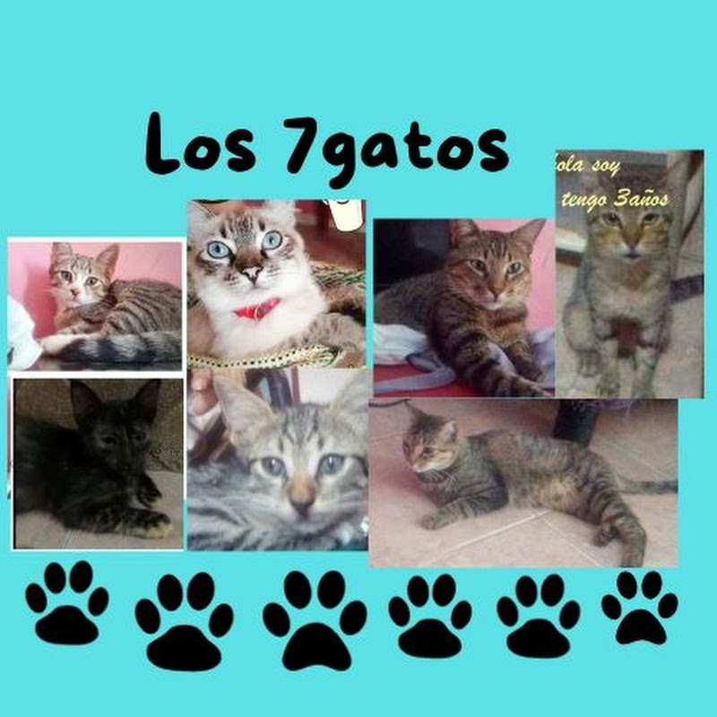 daily life of 7 cats